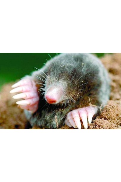 Родентицид Гудбай гранулы от кротов